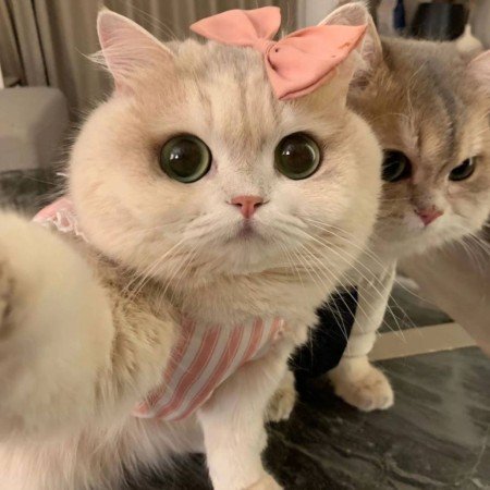  عکس گربه خنده دار برای پروفایل