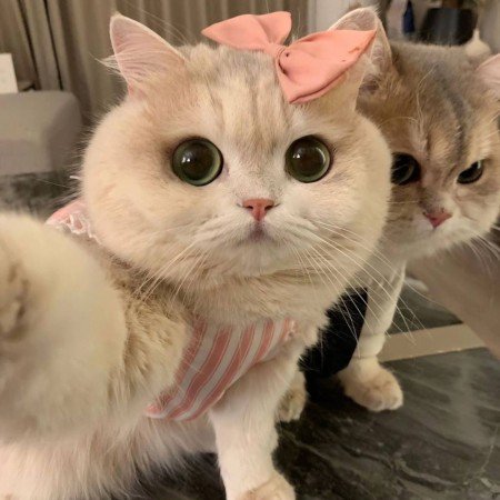  عکس گربه خنده دار برای پروفایل