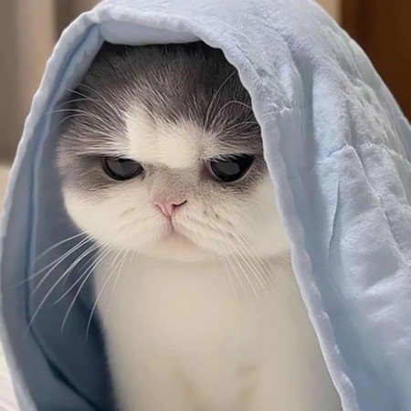  عکس گربه خنده دار برای پروفایل