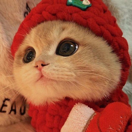  عکس گربه خنده دار برای پروفایل