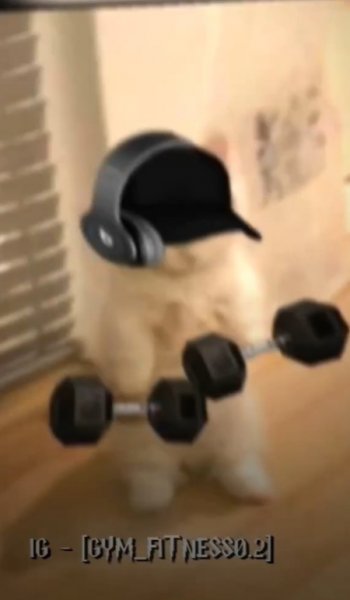  عکس گربه خنده دار جدید