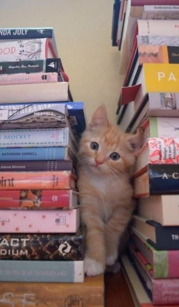  عکس گربه خنده دار جدید