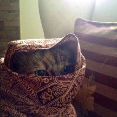  عکس گربه خنده دار جدید