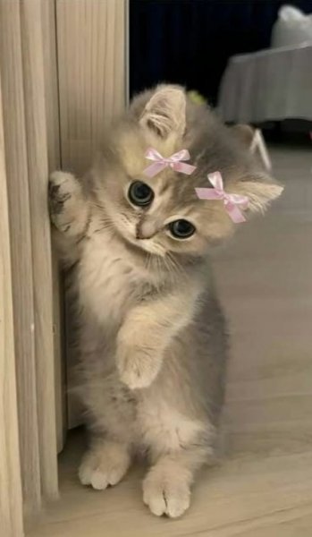  عکس گربه خنده دار جدید