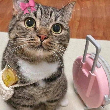  عکس گربه خنده دار جدید