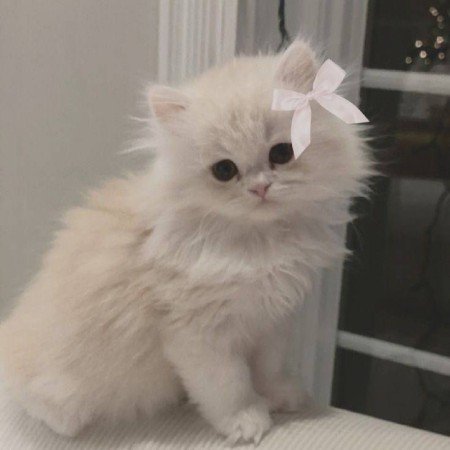  عکس گربه خنده دار جدید