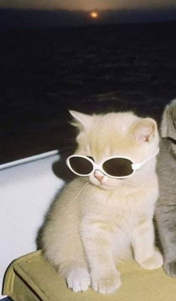  عکس گربه خنده دار جدید