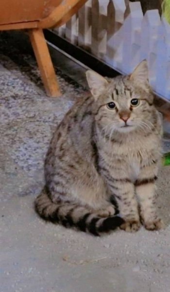  عکس گربه خنده دار جدید