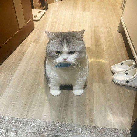  عکس گربه خنده دار جدید