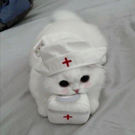  عکس گربه خنده دار جدید