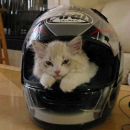  عکس گربه خنده دار جدید