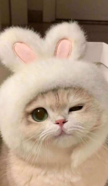  عکس گربه خنده دار جدید