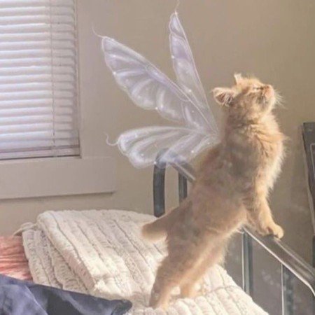  عکس گربه خنده دار جدید