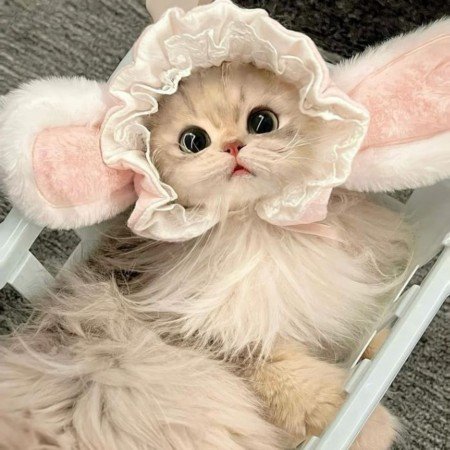  عکس گربه خنده دار جدید