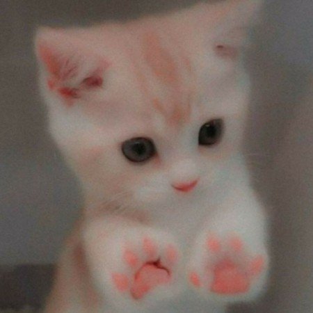  عکس گربه خنده دار جدید