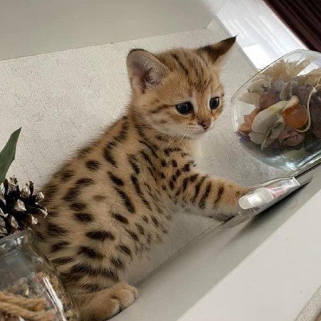  عکس گربه خنده دار جدید