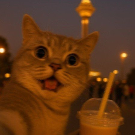  عکس گربه خنده دار جدید