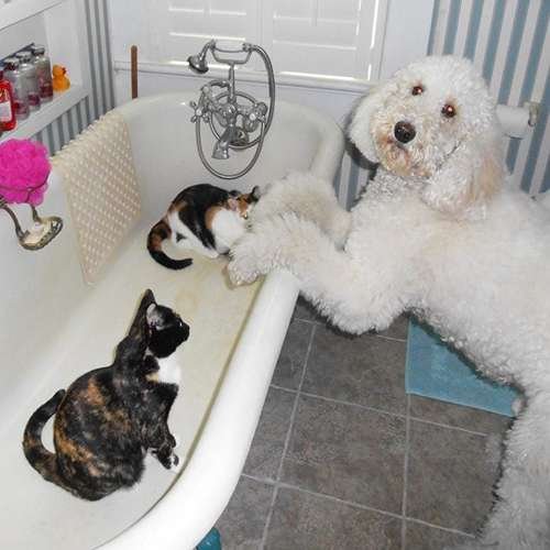 عکس گربه خنده دار برای پروفایل