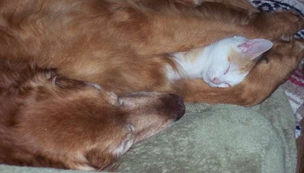 عکس گربه خنده دار برای پروفایل