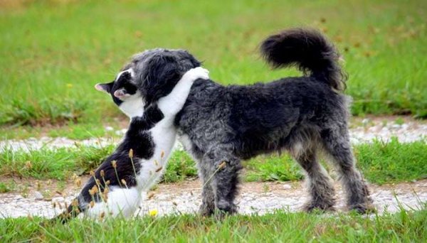  عکس خنده دار گربه و سگ