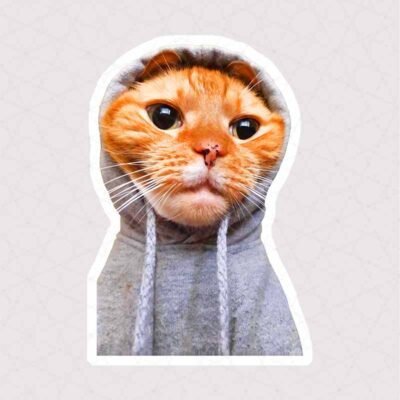  عکس گربه خنده دار برای استیکر