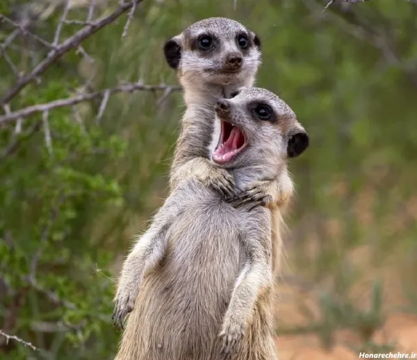  عکس خنده دار از حیوانات