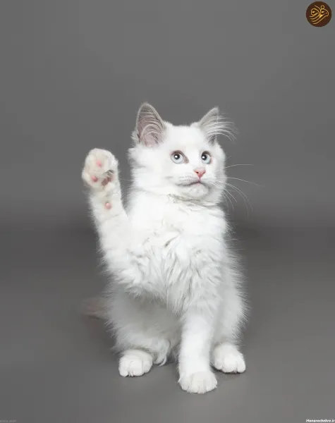  عکس خنده دار از حیوانات