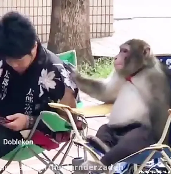 عکس یک میمون خنده دار