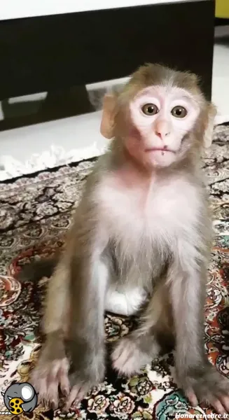  عکس یک میمون خنده دار