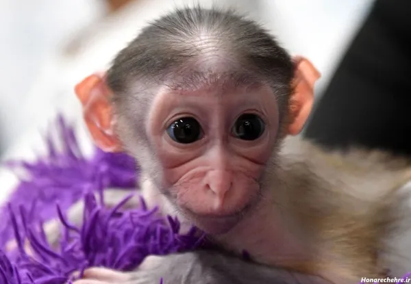  عکس یک میمون خنده دار