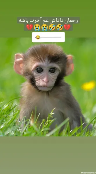  عکس یک میمون خنده دار