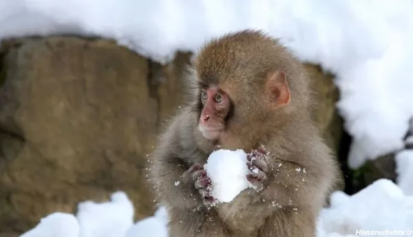  عکس یک میمون خنده دار