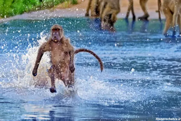  عکس یک میمون خنده دار