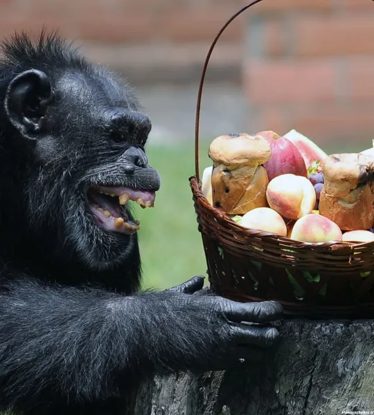  عکس یک میمون خنده دار