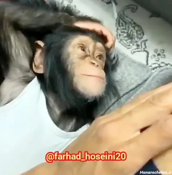  عکس یک میمون خنده دار