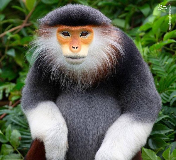 100 عکس میمون زشت