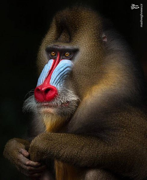  100 عکس میمون زشت
