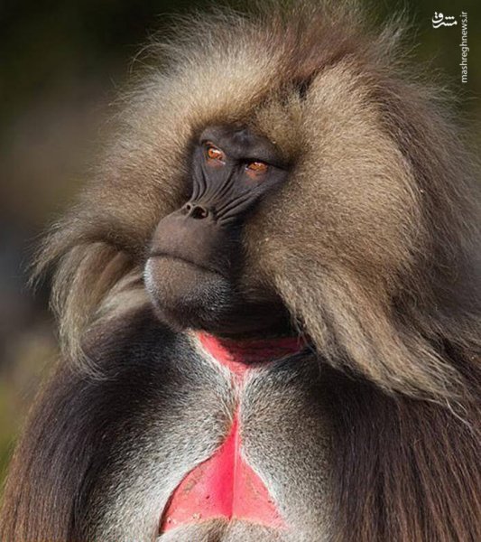  100 عکس میمون زشت