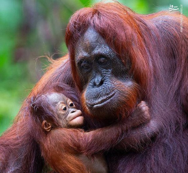  100 عکس میمون زشت