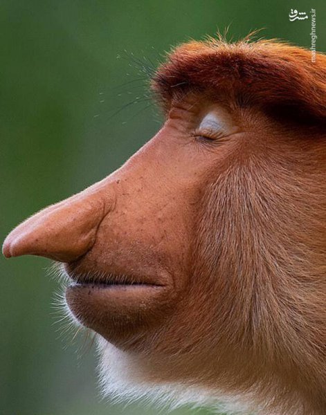  100 عکس میمون زشت