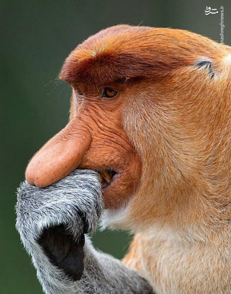  100 عکس میمون زشت
