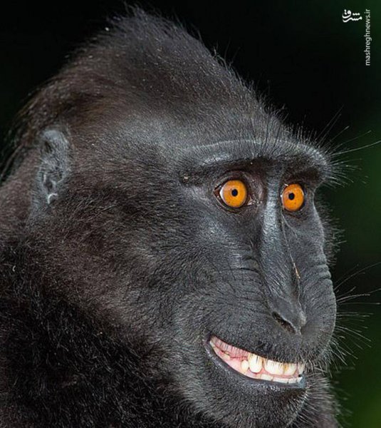  100 عکس میمون زشت