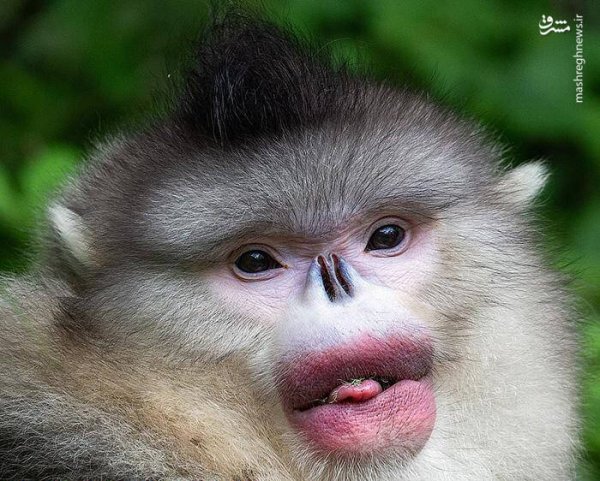  100 عکس میمون زشت