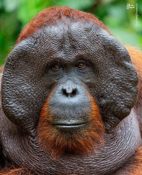  100 عکس میمون زشت