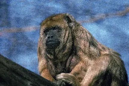  عکس میمون زشت خنده دار