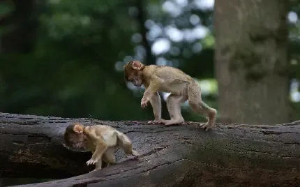  عکس میمون زشت خنده دار