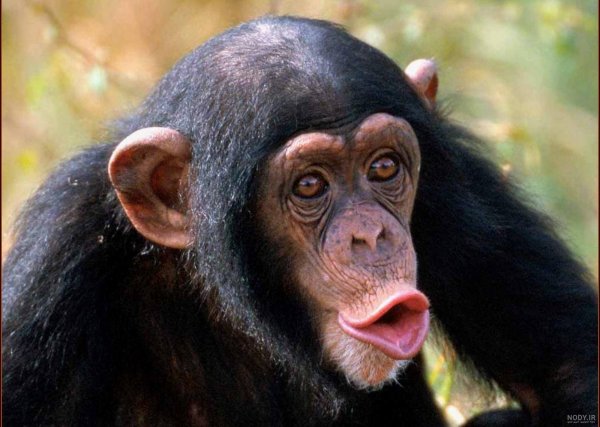 عکس میمون زشت سیاه