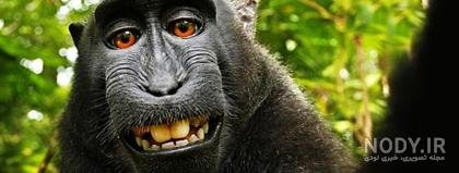  عکس میمون زشت سیاه