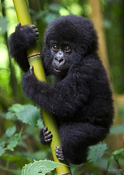  عکس میمون زشت سیاه