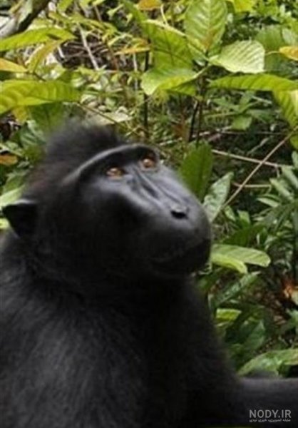  عکس میمون زشت سیاه